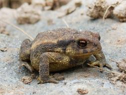 Toad Sapito Batrachian