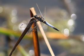 Nature Insect Animal World