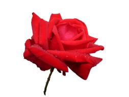 Pink Nature Rose Petals