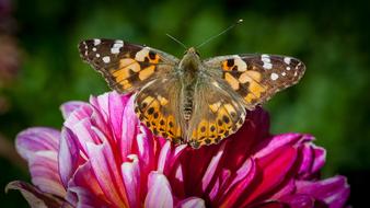 Butterfly Nature Flower
