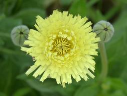 Yellow Flower Detail Beauty
