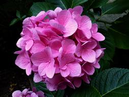 Hydrangea Pink Flower Close