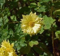 Fall Yellow Mums Chrysanthemum