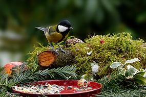 Nature Bird Tit Parus