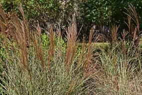 Fall Feather Grass Ornamental