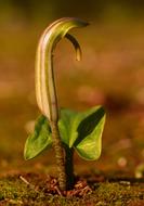 Pointed Flower Spring Sprout