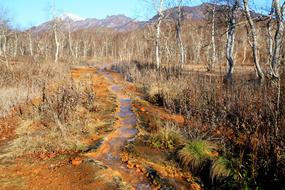 Hot Spring Forest Mountains
