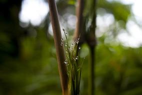 Drops Of Water Plant Nature