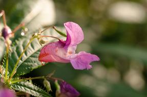 beautiful pink flowers with leaves