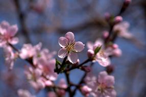 Flower Pink Fruit Tree