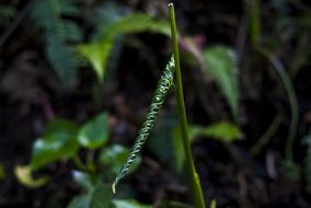 Leaf Plant Outdoors