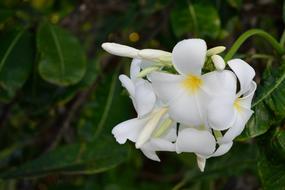Nature Plant Flower Leaf