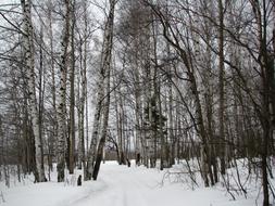 Winter Forest Birch