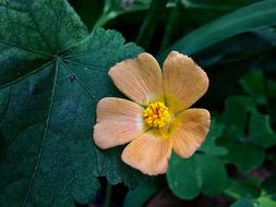 Wild Flower Yellow Nature