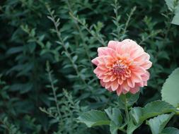 Botanical Flower Floral