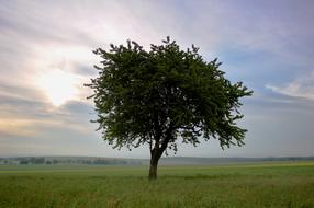 Tree Landscape Nature