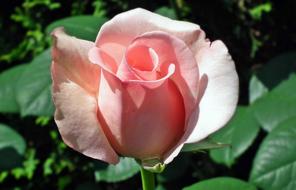 Flower Nature Rose