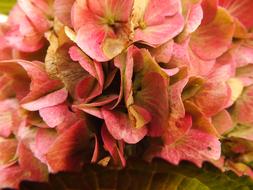 Hydrangea Bauer Autumn