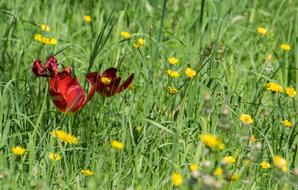 Flower Nature Meadow