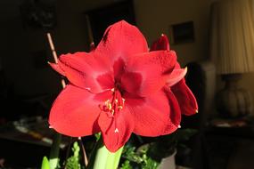 Hippeastrum Knights Star Amaryllis