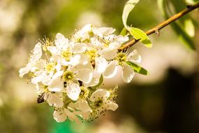 white flower branch