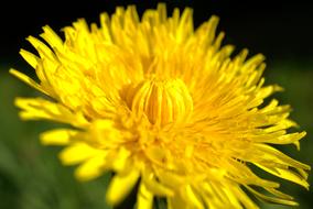 Dandelion Yellow Flower