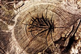 Wood Log Old
