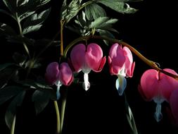 Bleeding Heart Red Flower Nature