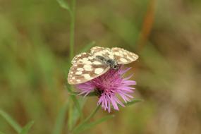 Nature Insect Butterfly