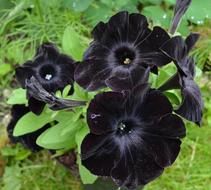 black flowers in the bushes