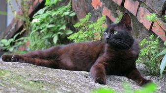 a lying black cat in the garden