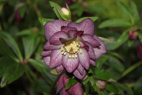 Nature Flower Garden