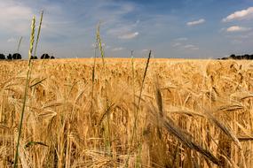 Cornfield Summer Nature