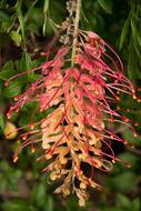 Grevillea Flower Australian