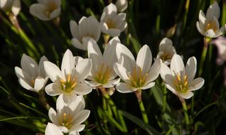 Rain Lily Zephyranthes Grandiflora