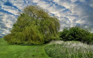 Tree Willow Nature
