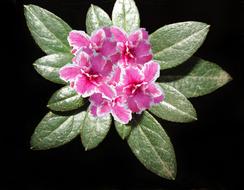Azalea Flora Flower