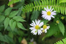 little daisies in the bushes