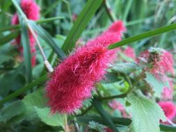 Red Flower Hairy Plants