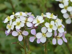 flowers in the garden in plants
