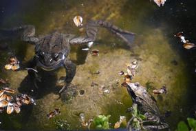 Frog Amphibian Garden Pond