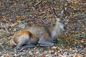 Red Deer Doe Bald Wild