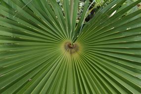 Palm Tropical Leaf