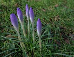 Crocus Nature Flower
