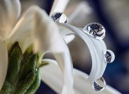 raindrops on white flowers