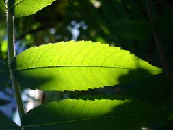 sunlight on a green leaf