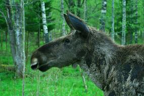 Nature Moose Sweden