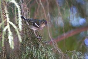 Nature Birds Outdoor