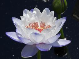 Waterlily Plant Flower
