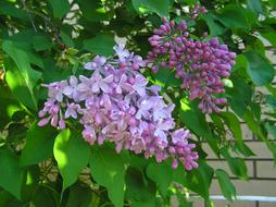 Spring Lilac Tree
